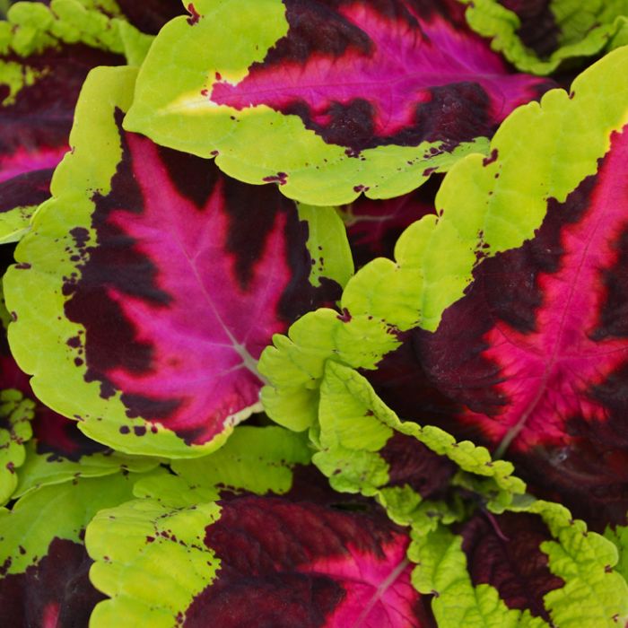heirloom coleus flower seeds