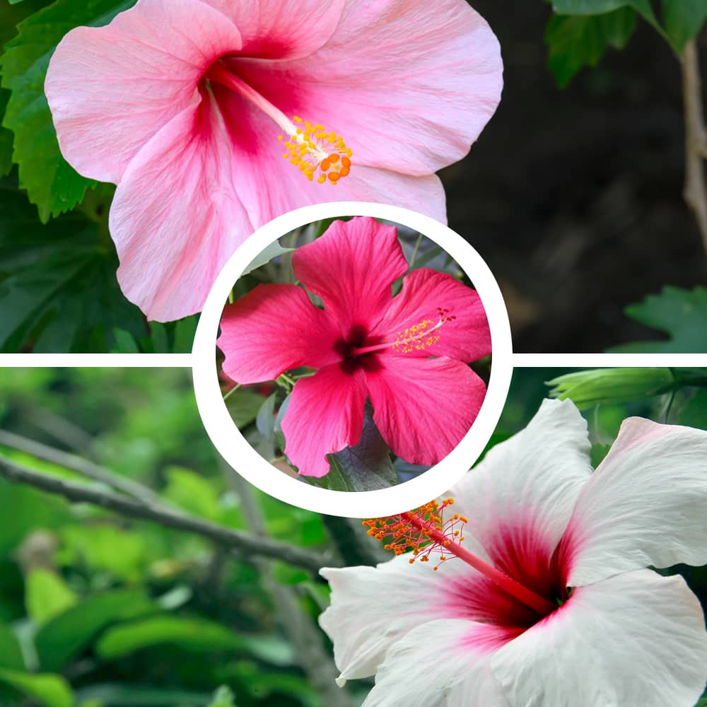 Hibiscus blandede blomsterfrø til plantning - 100 stk