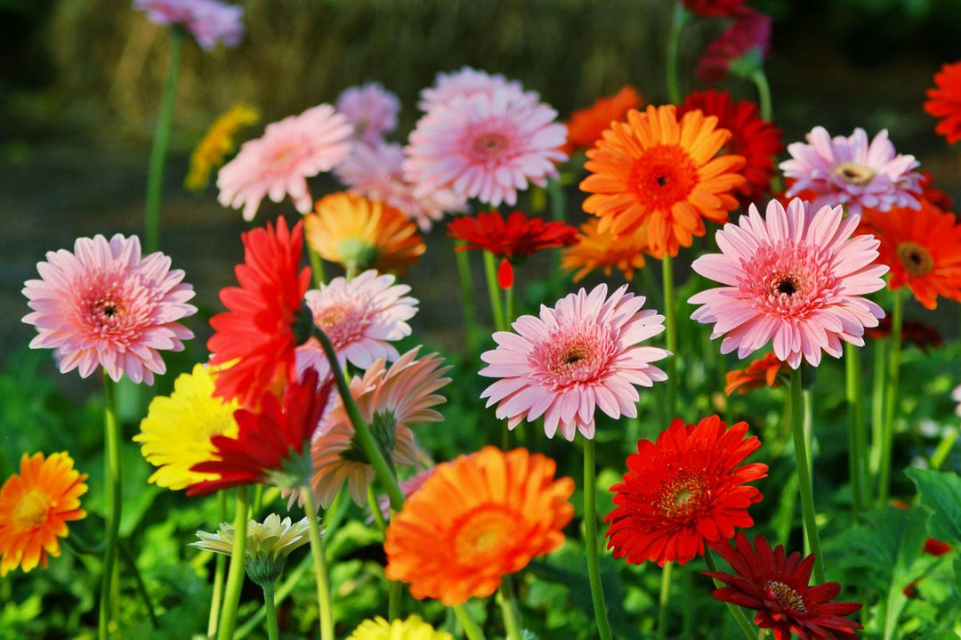 Friske Gerbera blomsterfrø til udplantning, blandet farve 100 stk