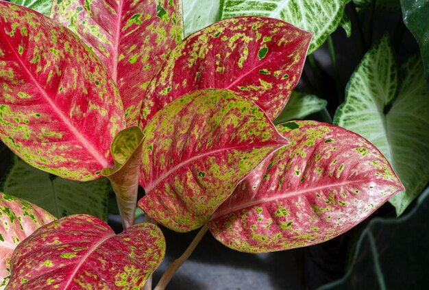 Aglaonema Mosaic Plant Seeds – Heirloom Non‑GMO