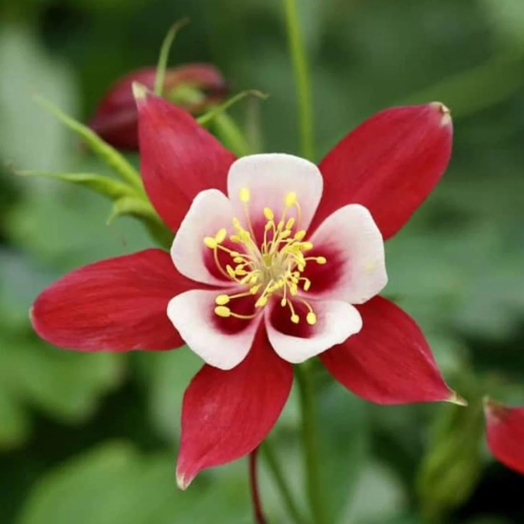 red yellow flower seeds