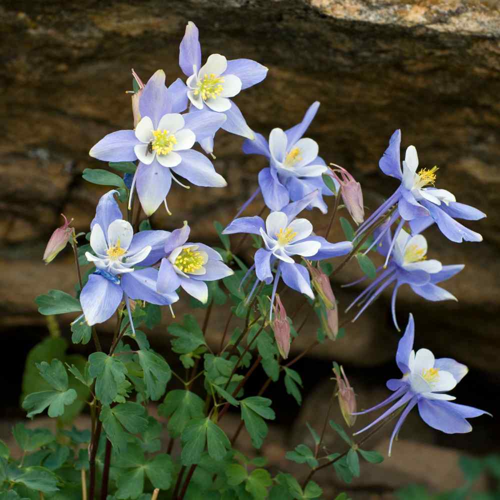 White Blue Aquilegia Flower Seeds for Planting - 100 pcs