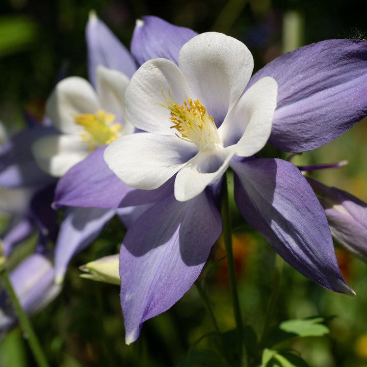 Columbine Flower Seeds for Planting 100 pcs