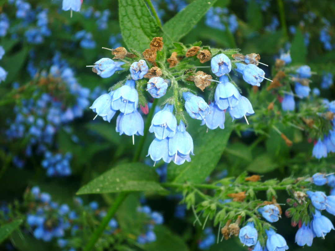 Heirloom Non-GMO Comfrey Flower Seeds for Planting – Medicinal Perennial Garden Herb Blooms