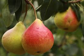 Comice Pear Fruit Seeds