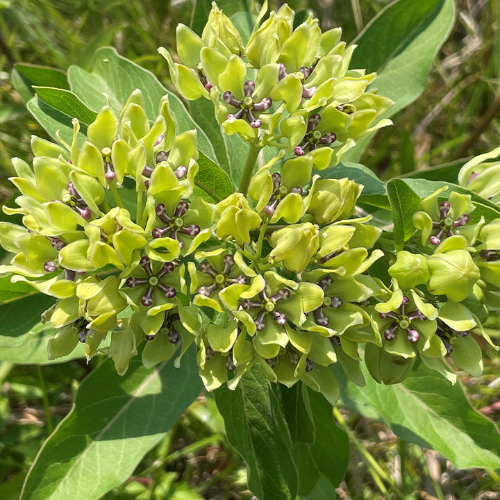 Asclepias blomsterfrø til plantning, arvestykke, ikke-GMO, 100 stk.