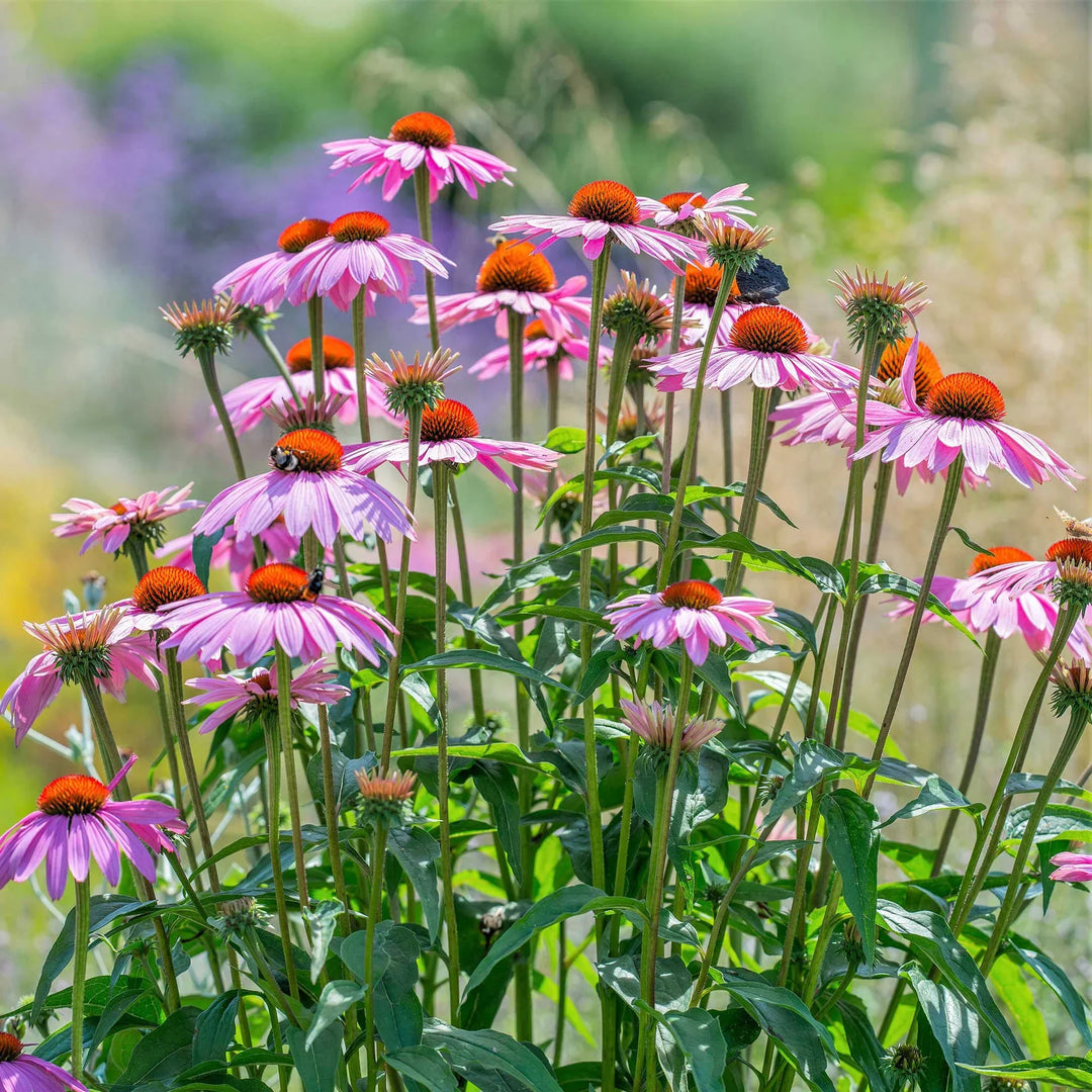 blue purple flower seeds