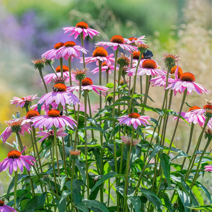 Blue Purple Light Echinacea Coneflower Pine Chrysanthemum Flower For Planting Flower Seeds for Home