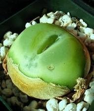 Conophytum Ratum Seeds