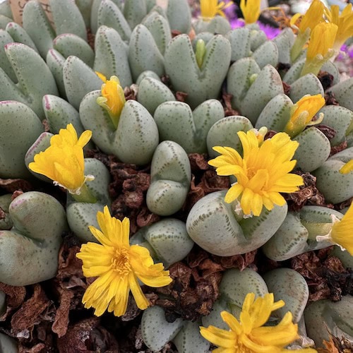 Yellow Conophytum Flower Seeds for Planting - 100 pcs