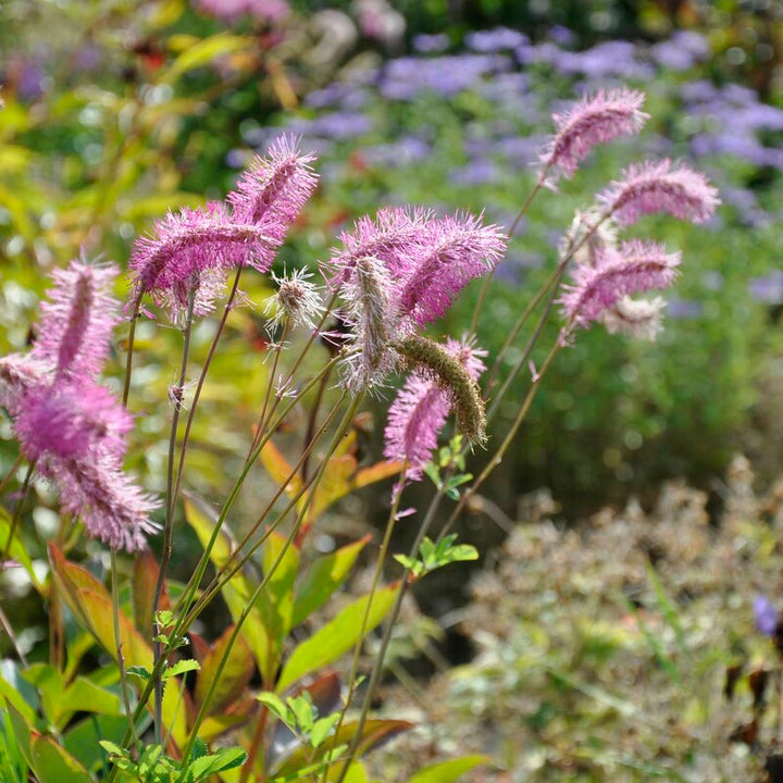 Pink Alaskan Burnet Plantefrø til udplantning - 100 stk