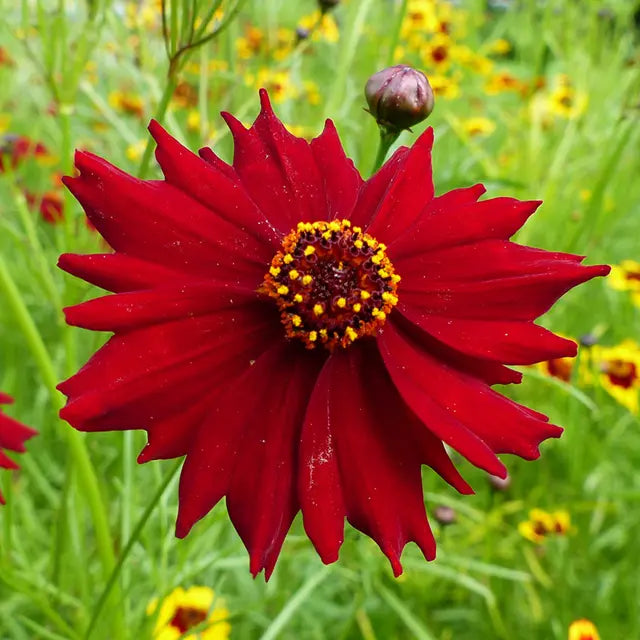 Røde Coreopsis blomsterfrø til udplantning - 100 stk