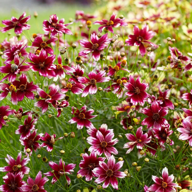 Berry Chiffon Coreopsis Flower Seeds for Planting 100 pcs