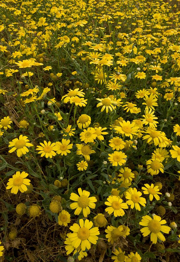 Heirloom Non-GMO Marigold Chrysanthemum Flower Seeds for Planting – Bright Seasonal Garden Blooms, High Germination