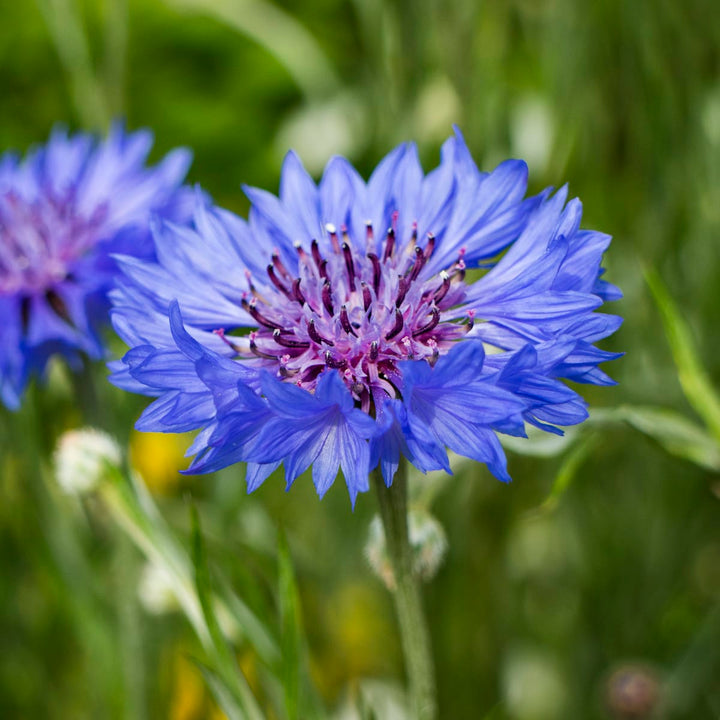 Organic Heirloom Purple Centaurea Cyanus Flower Seeds for Planting – Non-GMO Cornflower Blooms, High Germination