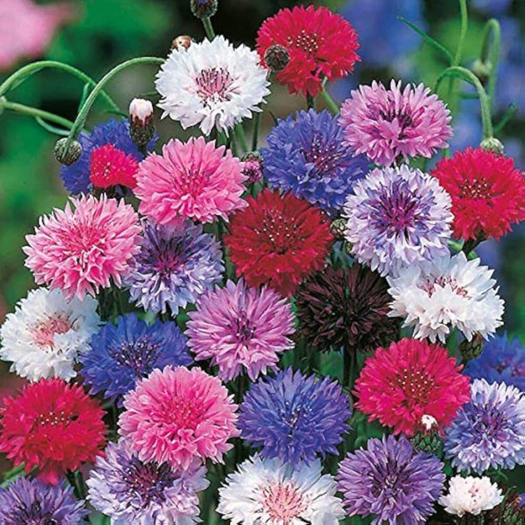 Cornflower Planting Seeds heirloom & Non-GMO Seeds