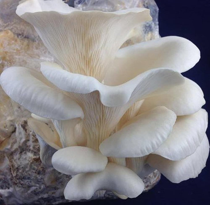 Corofitam Mushroom Spawn Seeds for Planting - 100 pcs