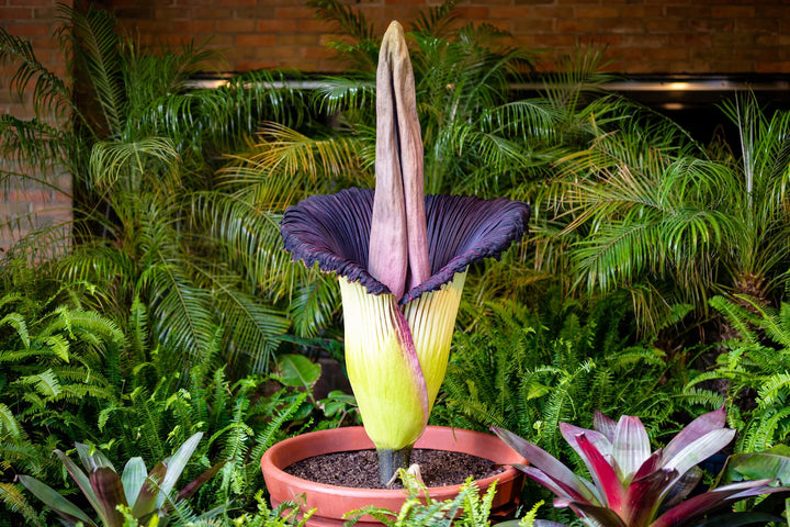 Heirloom Purple Corpse Titan Arum flower seeds – non‑GMO rare botanical seeds
