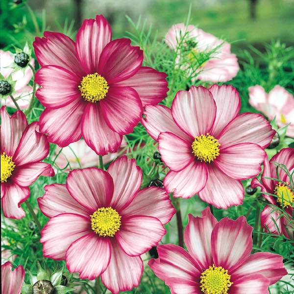 Candy Stripe Cosmos Flower Seeds for Planting – Heirloom, Non-GMO Seeds, High Germination, Vibrant Blooms