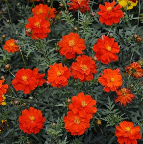 Cosmos Red Flower Seeds for Planting - 100 pcs