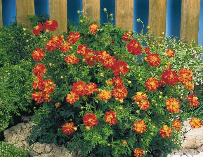 red cosmos flower seeds
