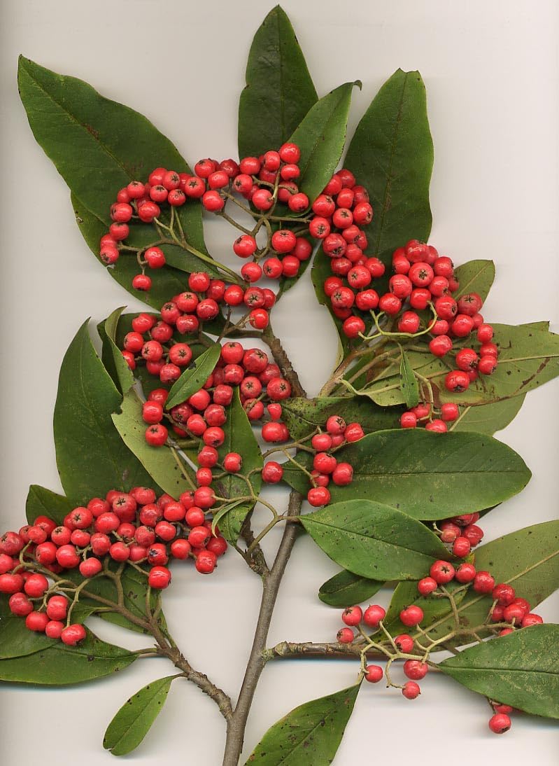 Cotoneaster Fruit Cotoneaster Fruit Seeds for Cultivation