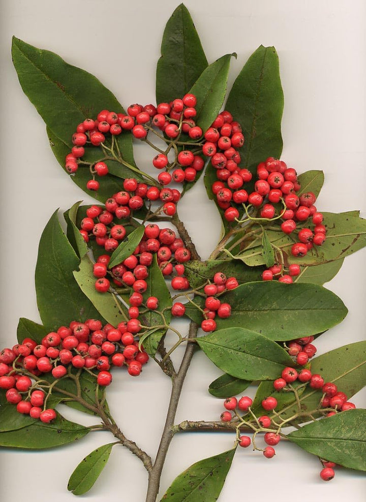 Cotoneaster Fruit Cotoneaster Fruit Seeds for Cultivation