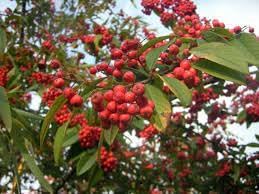 Cotoneaster Fruit Cotoneaster Fruit Seeds for Cultivation