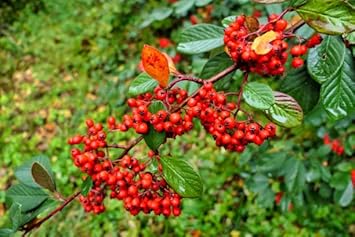 Cotoneaster Lacteus Fruit Seeds for Planting | Heirloom Non-GMO Organic Seeds for Attractive Red Berries