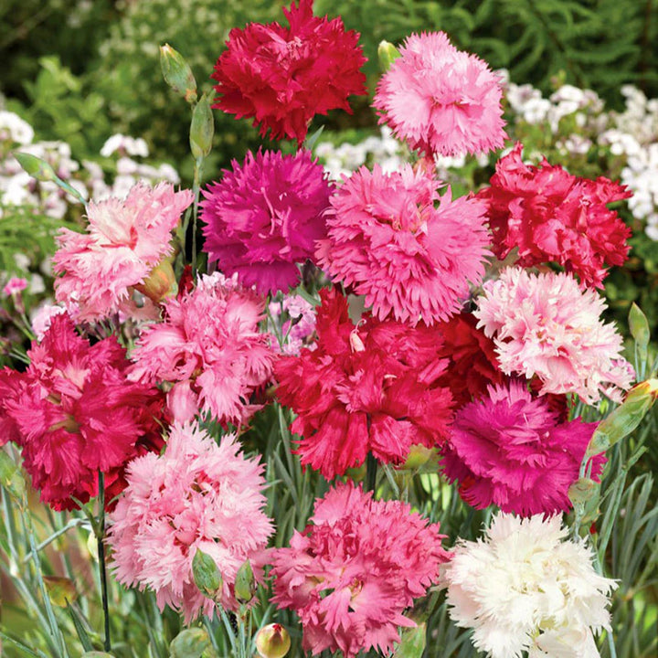 Blandede Dianthus Sonata Blomsterfrø til udplantning - 100 stk