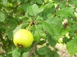 Crab Apple Fruit Seeds