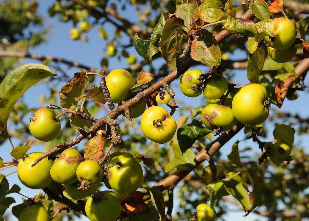 Crab Apple Fruit Seeds