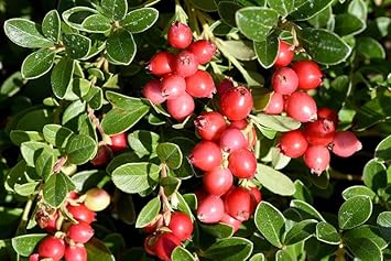 Cranberry Fruit Seeds for Planting