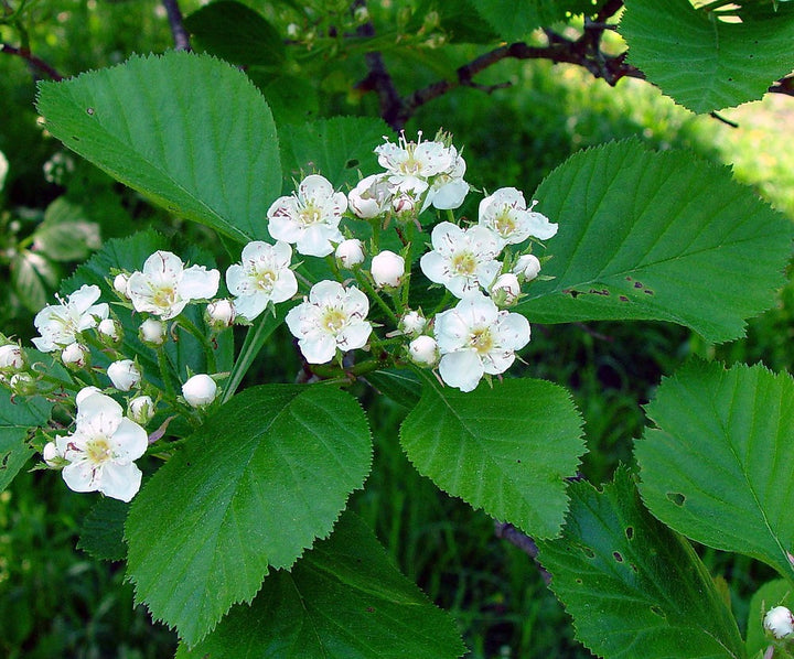 Hvide Crataegus blomsterfrø til udplantning - 100 stk