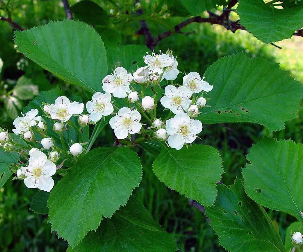 white crataegus flower seeds