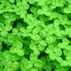 Crimson Clover Microgreens Seeds – Heirloom, Non-GMO, High Germination Seeds for Healthy Microgreen Growing