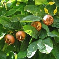 Cream Mespilus Fruit Seeds