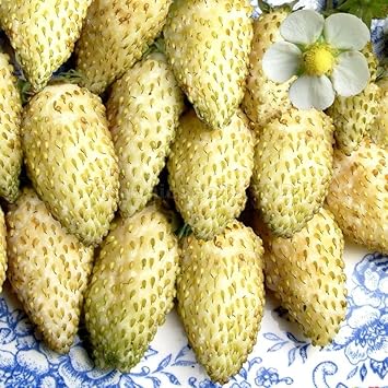 Cream Strawberry Fruit Seeds for Planting