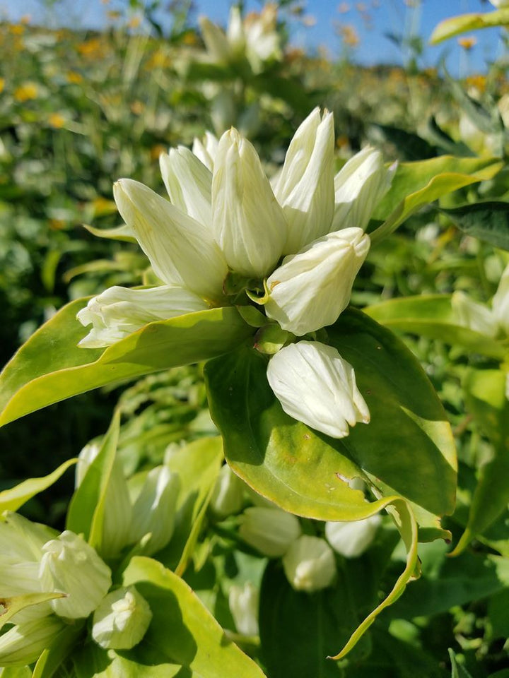 Cream Gentiana Flower Seeds for Planting, 100 pcs