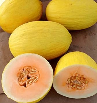Crenshaw Melon Seeds