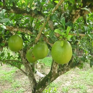 Crescentia Alata Fruit Seeds for Planting