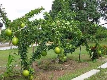 Crescentia Alata Fruit Seeds for Planting