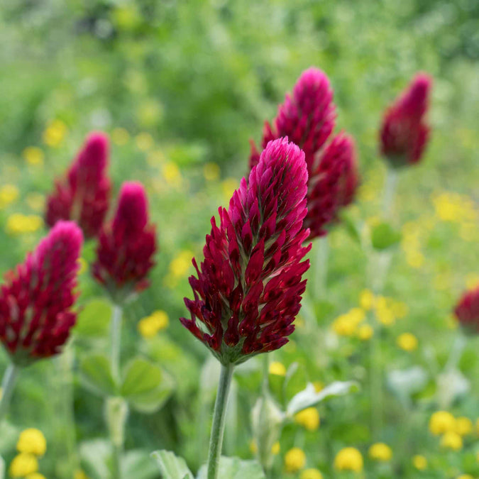 Red Clover Flower Seeds for Planting, 100 pcs