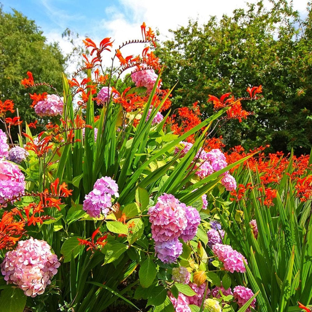 blue african flower seeds