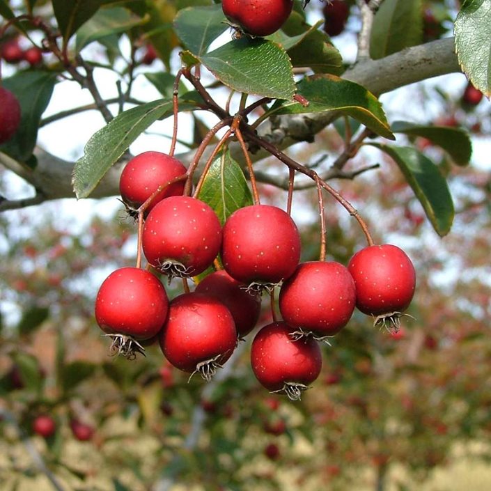 Red Hawthorn Plant Seeds - Hardy Tree Seeds - Heirloom & Non-GMO Seeds for planting