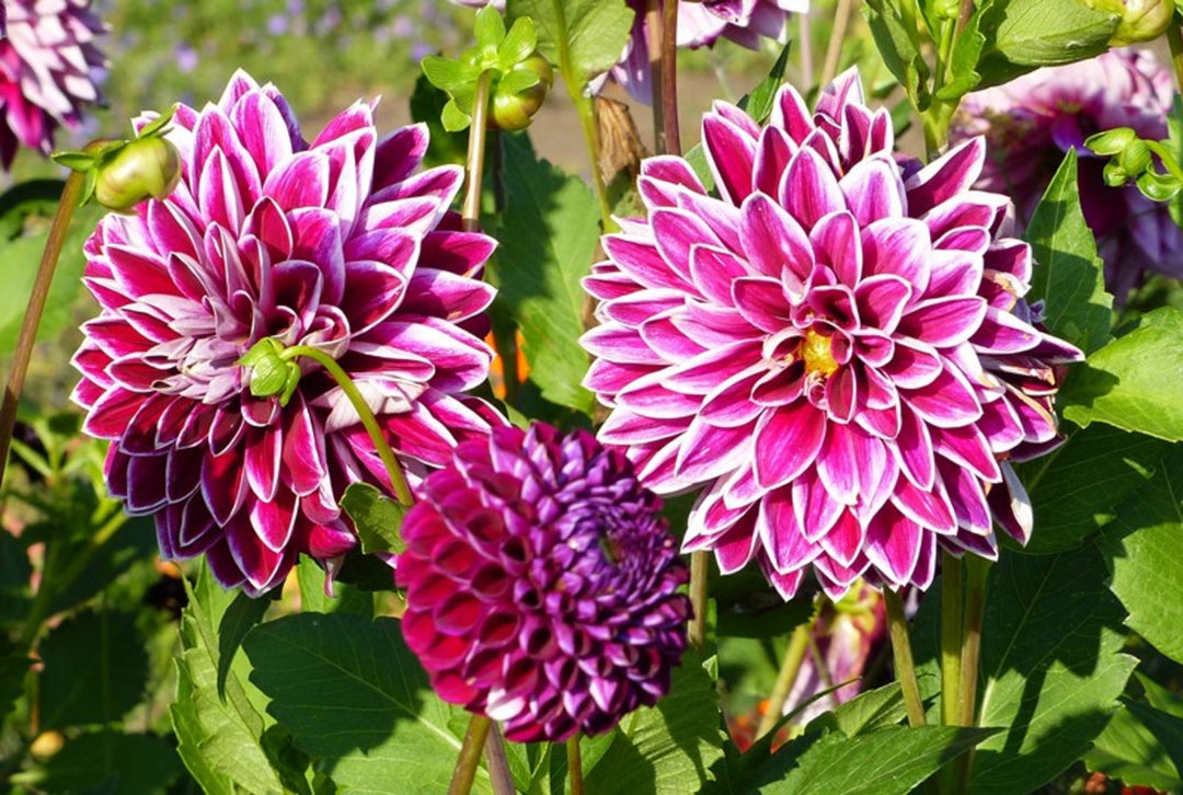 Zinnia Dobbelt blandede blomsterfrø til plantning - 100 stk