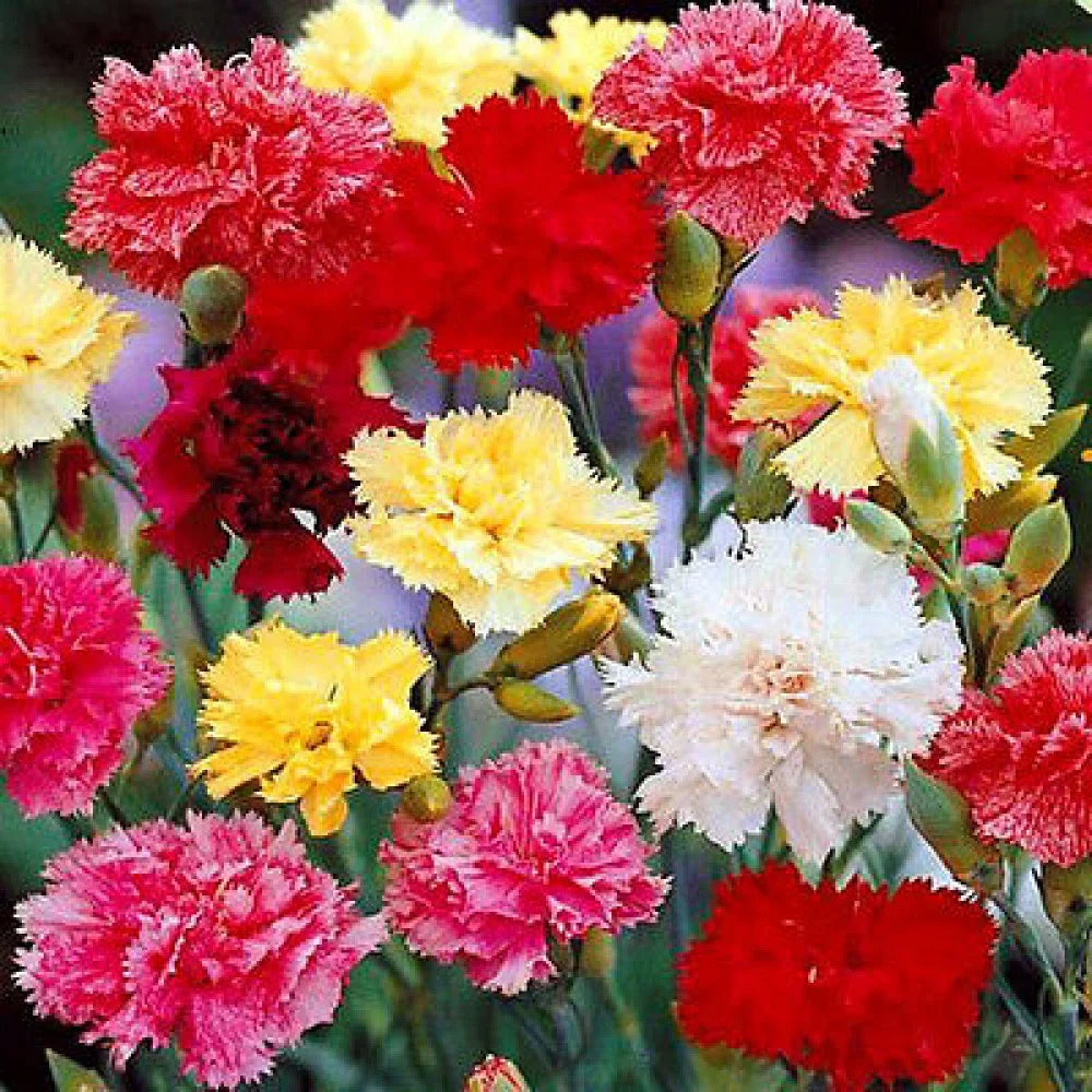 carnation flower flower seeds
