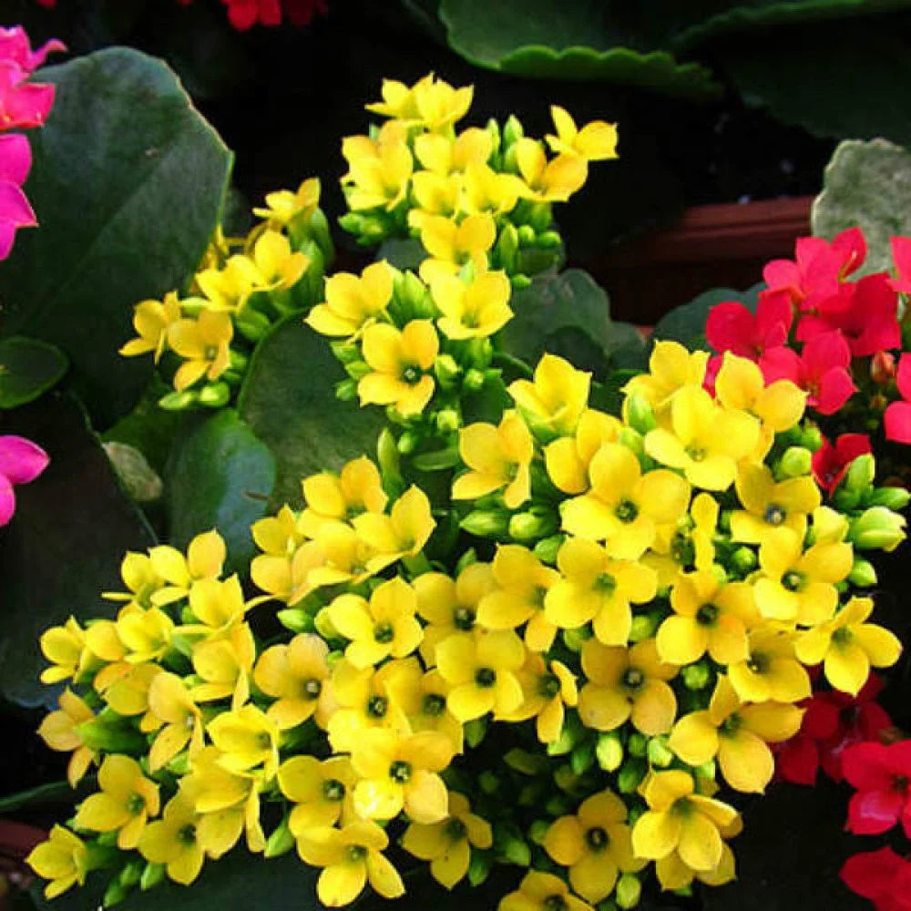 Heirloom Non-GMO Kalanchoe Flower Seeds for Planting – Fresh Succulent Blooms for Indoor Gardens