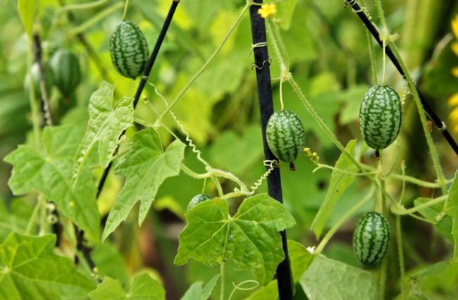 Cucamelon frø (grøn scabra) grøntsagsfrø til plantning - 100 stk.