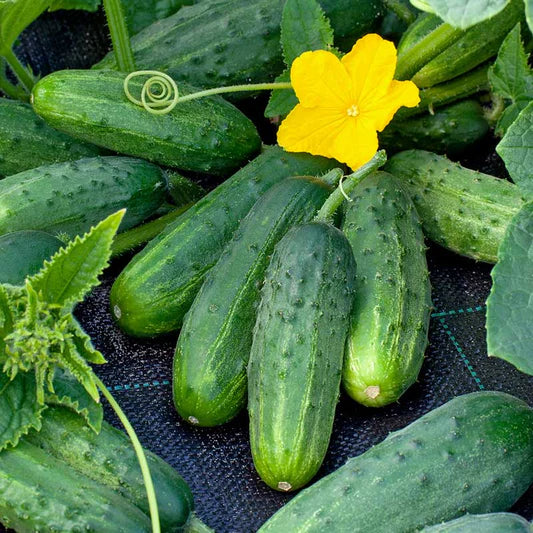 Organic Cucumber Grape Profi F1 Seeds, Vegetable Seeds for planting - Heirloom Seeds